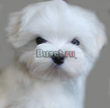Продается щенок мальтезе Москва