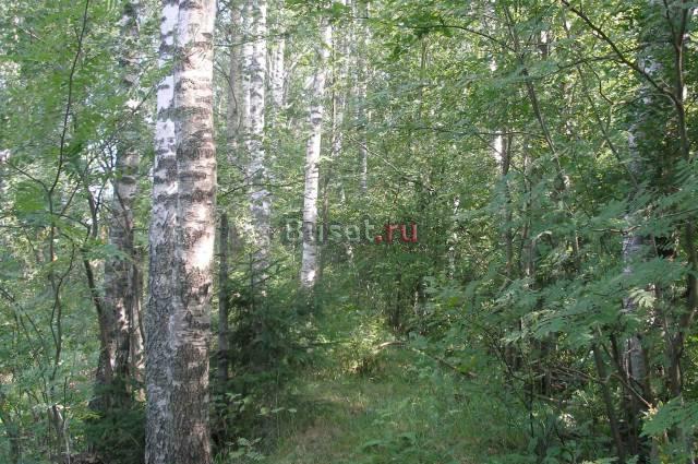 Участок 12 соток ижс в Касимово Санкт-Петербург