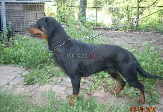 Ротвейлер,сука для выставок 1 год 5 мес Орел