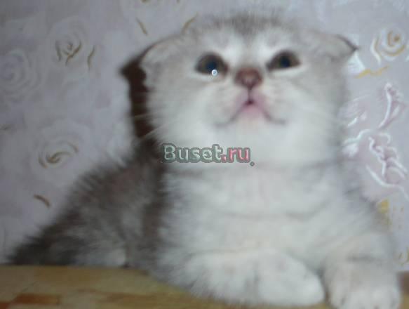 Скоттиш-фолд,отличный котенокдевочка.недорого Москва