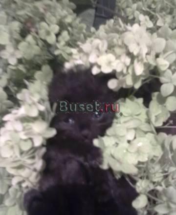Продам котят Городец