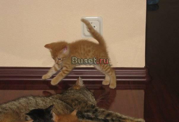 Отдам котенка в хорошие руки Санкт-Петербург