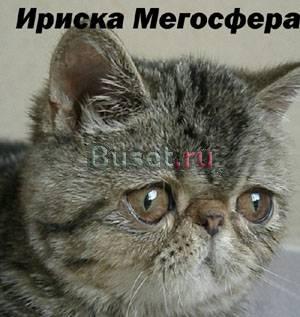 Мраморная плюшевая красавица Москва