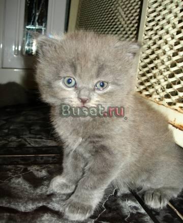 Британские голубые котята Москва