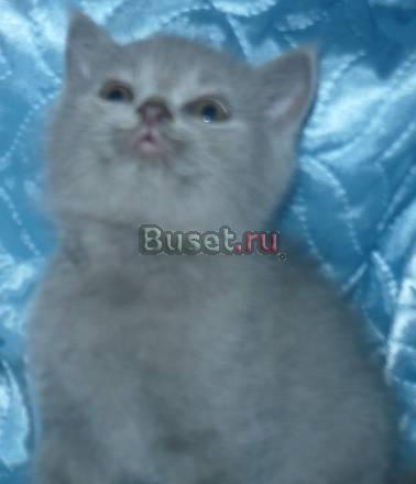 Остался последний котенок из помета. недорого Москва