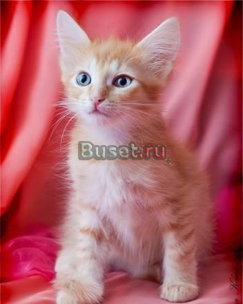 Очаровательный  рыжий  котенок от домашней кошечки Москва