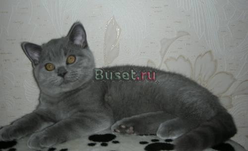 Британские котята Нижний Новгород