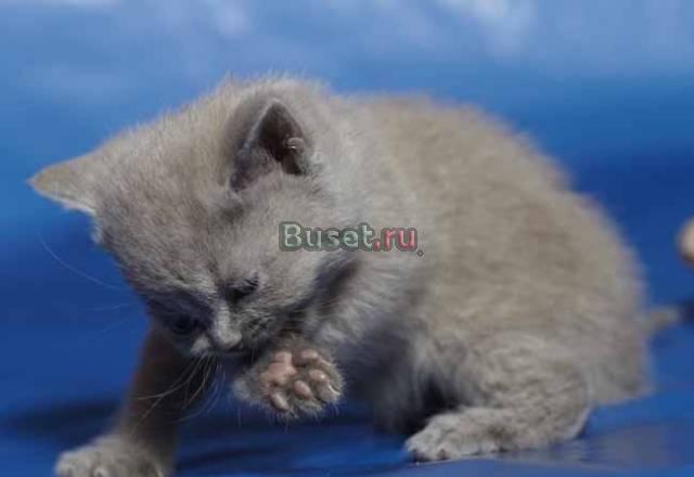 Ласковые, нежные британские котятки" Москва