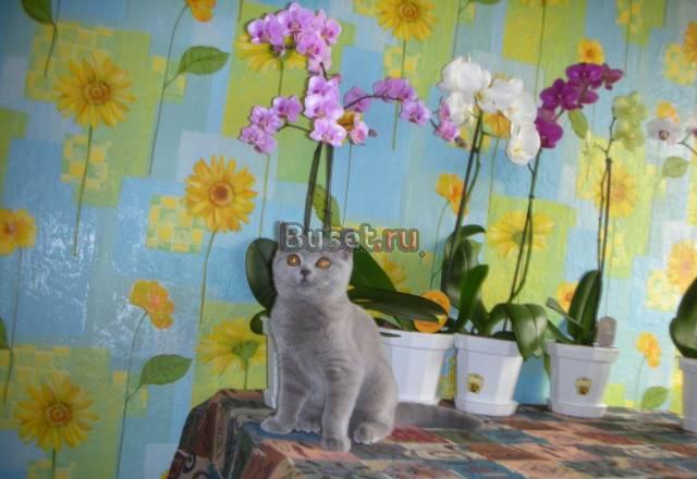 Британские котята Барнаул