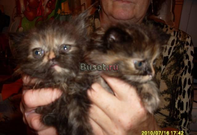 Продам Персидских котят Санкт-Петербург