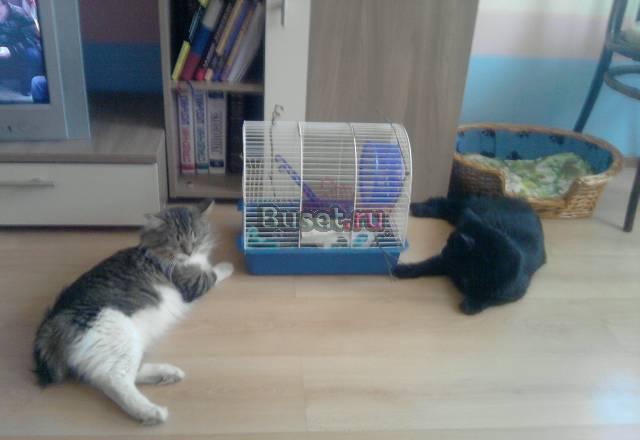 Передержка собак и кошек Санкт-Петербург