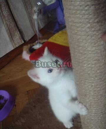 Шотландский прямоухий котенок Санкт-Петербург