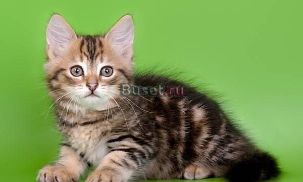 Сибирские котята  золотых и серебристых окрасов Москва