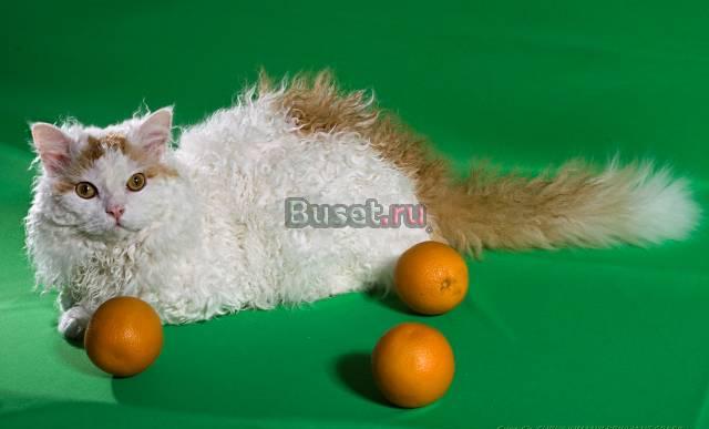 Белый медвежонок - котик породы селкирк-рекс Пермь