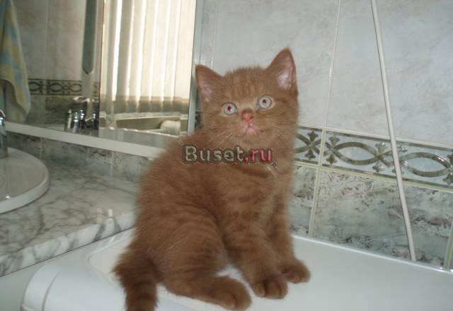 Британские котята циннамон Сочи
