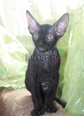Котята донского сфинкса Санкт-Петербург