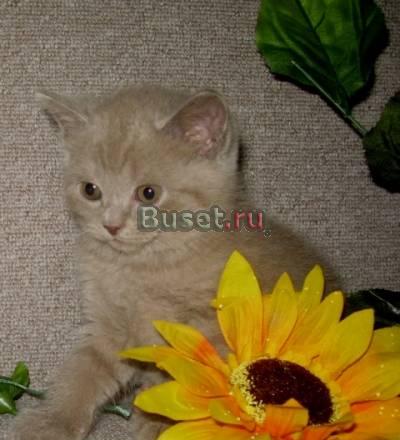 Шотландские котятаСтрайты,плюшевое счастье Москва