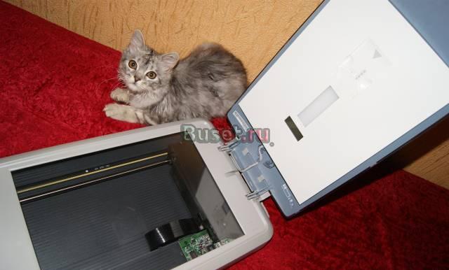 Сканер hp scanjet 3690 Саранск