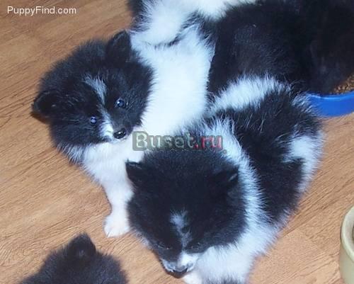 Поморская щенков для продажи за Москва