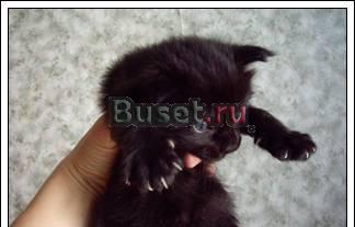Мейн-кун котята Москва