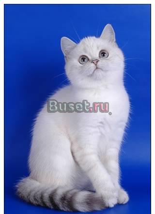 Очаровательные шотландские котята редких окрасов Москва