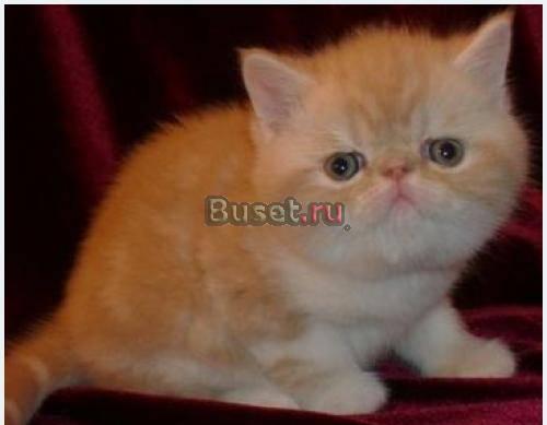 Клубные котята Климовск