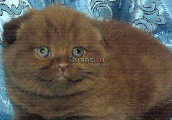 Шотландские и британские котята Подольск