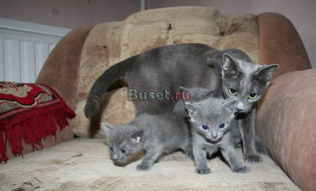 Котята Санкт-Петербург