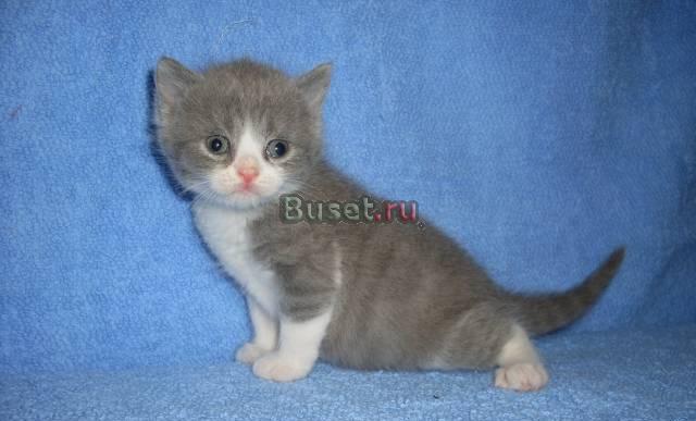 Скоттиш-страйт котята Санкт-Петербург