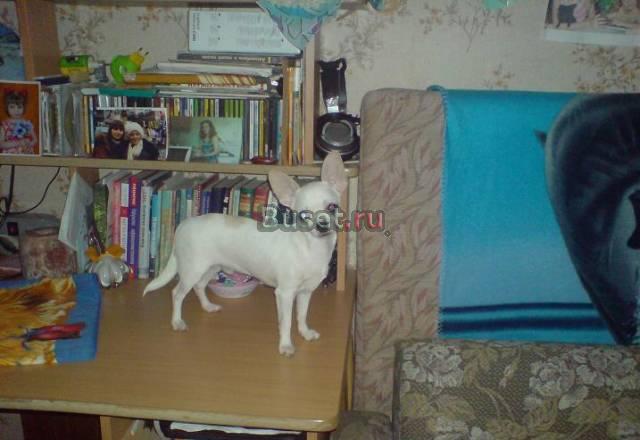 Мальчик чихуахуа  г /  ш Москва