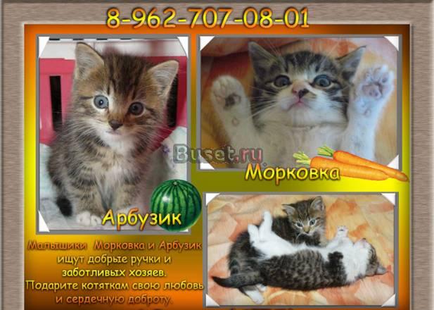 Малышики  Морковка и Арбузик ищут добрые ручки Санкт-Петербург