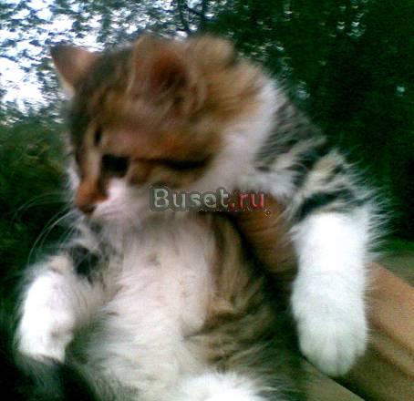 Недорого котята породы мейн кун Санкт-Петербург