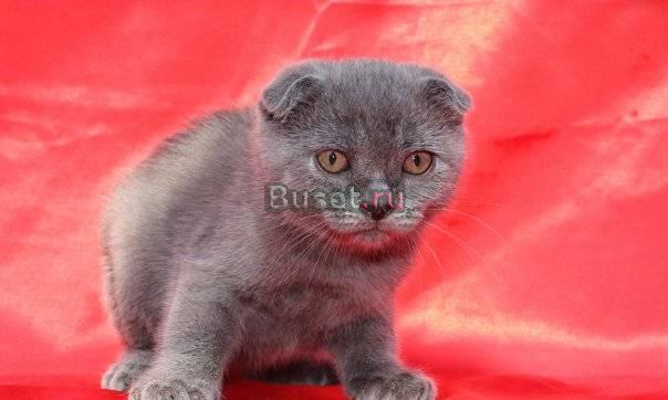 Скоттиш фолд котик Санкт-Петербург