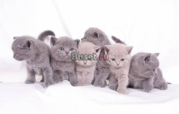 Элитные котята от элитных родителей Санкт-Петербург