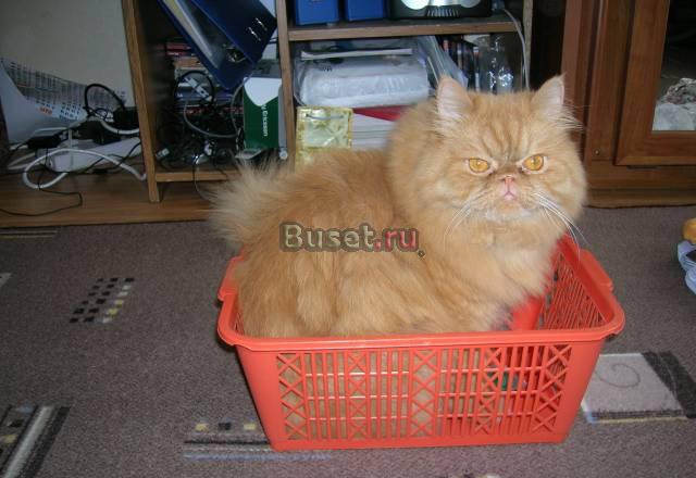 Персидский кот Москва