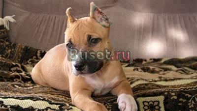 Профессиональная дрессировка Москва