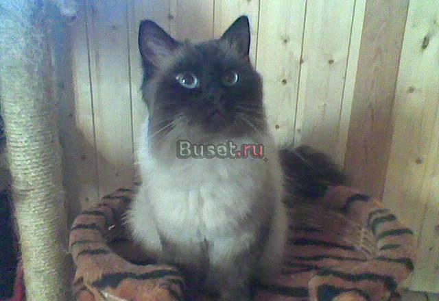 Кот Филя (2 года) ждёт внимательную хозяйку Санкт-Петербург