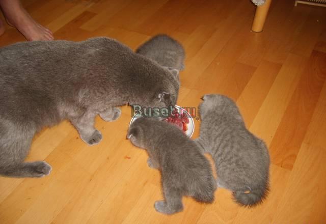 Шотландские вислоухие котята и девочка - британка Дмитров