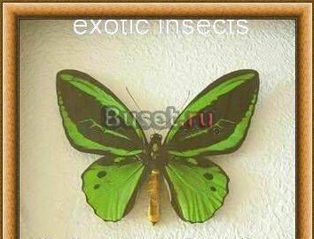 Красота у вас дома Москва