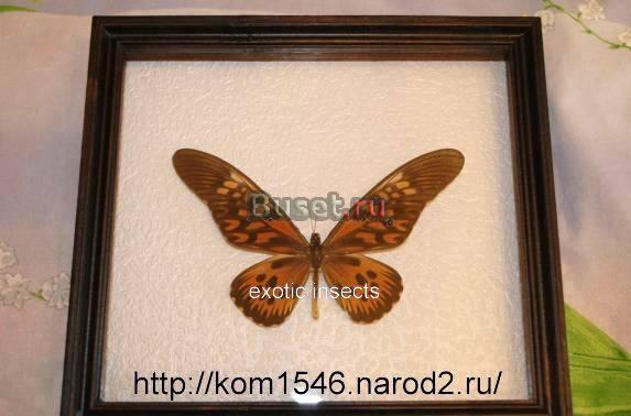 "Красота и экзотика у вас дома" Москва