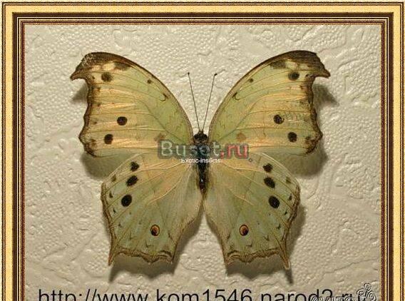 Экзотический интерьер в вашем помещении Москва