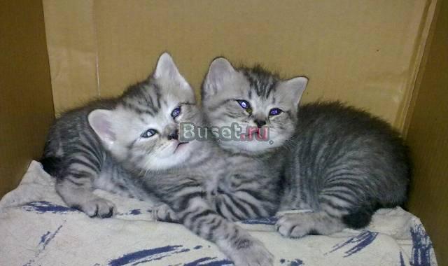 Шотландские вислоухие и прямоухие котята Санкт-Петербург