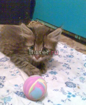 Котята в заботливые руки Нижний Новгород