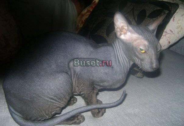 Кошки Санкт-Петербург