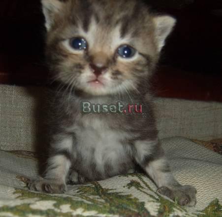 Котятки в добрые руки Калининград
