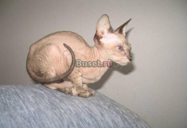 Продаются котята петербургского сфинкса Санкт-Петербург
