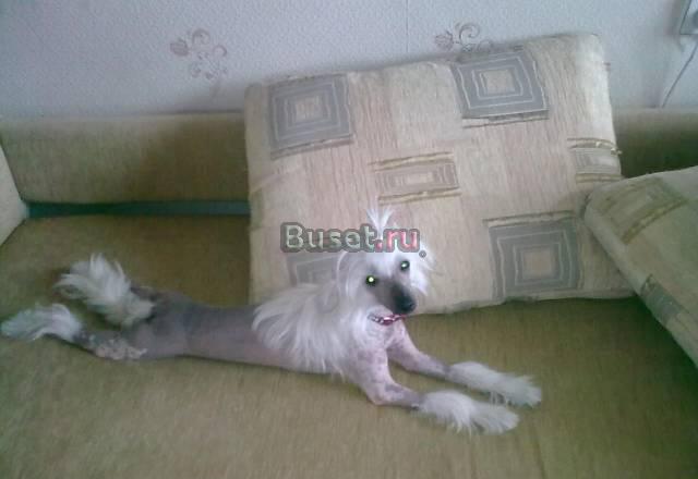 Отдам в хорошие руки Новосибирск