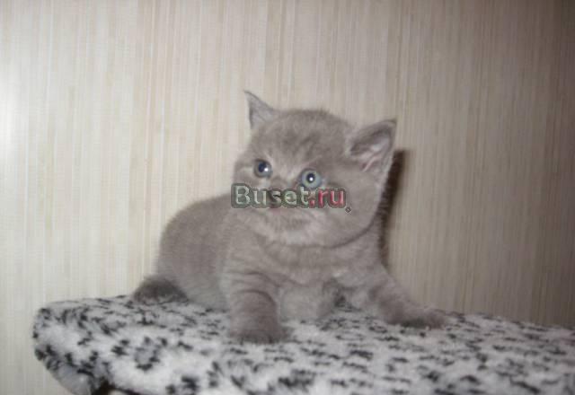 Британская кошечка голубого окраса Санкт-Петербург