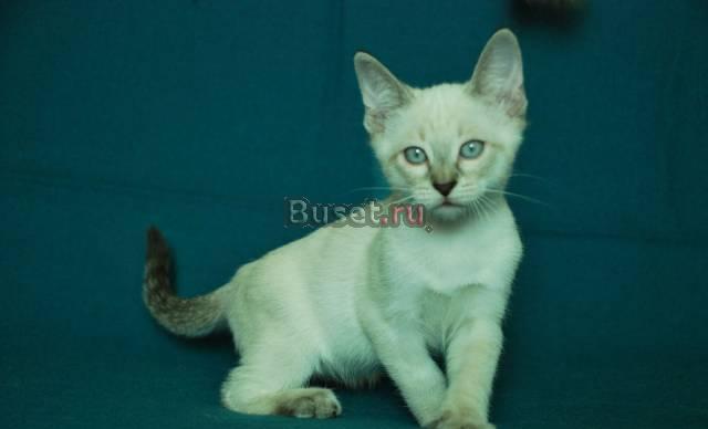 Тайские котята продаются Москва