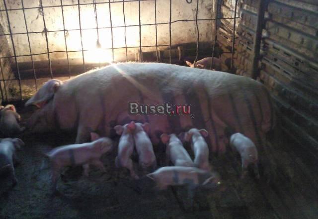 Продаю поросят Большой Камень
